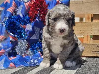 Keksi, a female Bernedoodle for sale in Boyden, IA – 6 of 10