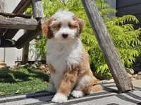 Halli, a female Miniature Aussiedoodle for sale in Boyden, IA – 6 of 10