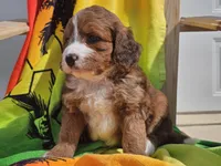 Sailor, a female Miniature Bernedoodle for sale in Boyden, IA – 4 of 10