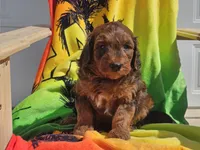 Stitch, a male Miniature Bernedoodle for sale in Boyden, IA – 5 of 10