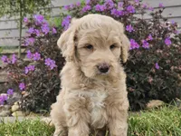 Maui, a female Goldendoodle for sale in Boyden, IA – 3 of 10