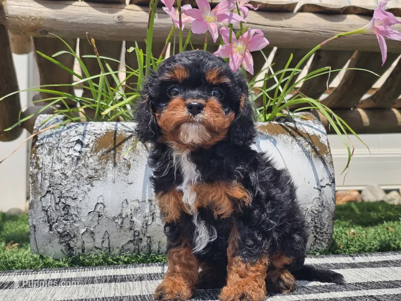 Talia – Cavapoo puppy for sale in Boyden, IA