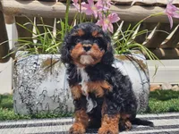 Talia, a female Cavapoo for sale in Boyden, IA – 1 of 10