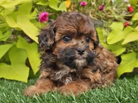 Nugget, a male Shihpoo for sale in Boyden, IA – 6 of 10