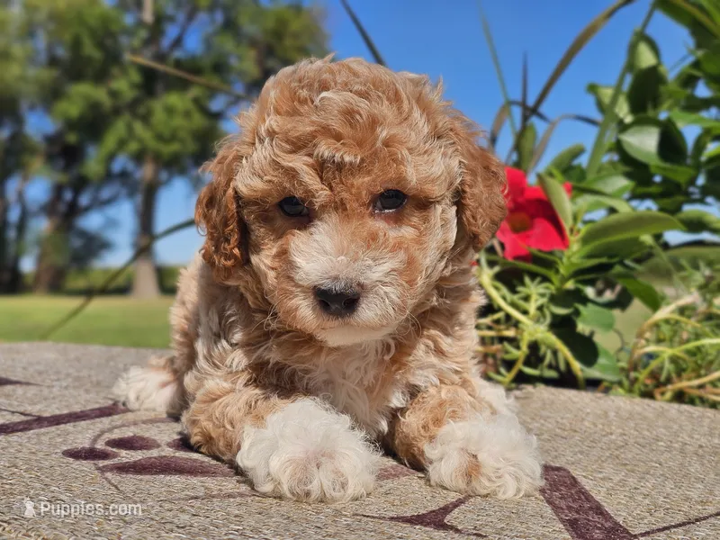 Isaac – Havapoo puppy for sale in Boyden, IA