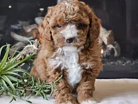 Kiwi, a male Cavapoo for sale in Boyden, IA – 1 of 10