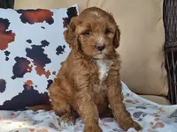 Joni, a female Miniature Goldendoodle for sale in Boyden, IA – 8 of 10