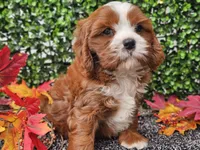 Toby, a male Cavapoo for sale in Boyden, IA – 9 of 10