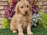 Wilson, a male Goldendoodle for sale in Boyden, IA – 8 of 10