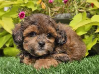 Neo, a male Shihpoo for sale in Boyden, IA – 2 of 10