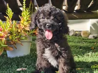 Grady, a male Cavapoo for sale in Boyden, IA – 10 of 10