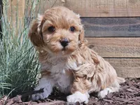 Raija, a female Havapoo for sale in Boyden, IA – 8 of 10