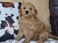 Jax, a male Miniature Goldendoodle for sale in Boyden, IA – 5 of 10