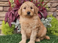 Wilson, a male Goldendoodle for sale in Boyden, IA – 4 of 10
