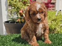 Gage, a male Cavapoo for sale in Boyden, IA – 10 of 10