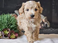 Piko, a male Maltipoo for sale in Boyden, IA – 7 of 10