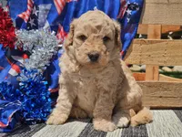 Kysa, a female Bernedoodle for sale in Boyden, IA – 4 of 10