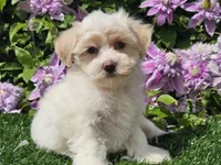 Callie, a female Havapoo for sale in Boyden, IA – 5 of 10