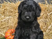 Sheldon, a male Goldendoodle for sale in Boyden, IA – 4 of 10