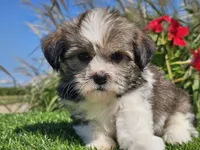 Emelia , a female Shorkie for sale in Boyden, IA – 8 of 10