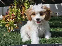 Greta, a female Cavapoo for sale in Boyden, IA – 5 of 10