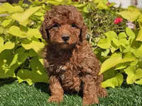 Prada, a female Poodle - Miniature  for sale in Boyden, IA – 3 of 10