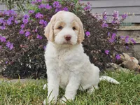 Millie, a female Goldendoodle for sale in Boyden, IA – 6 of 10