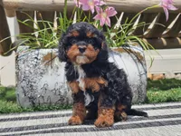 Talia, a female Cavapoo for sale in Boyden, IA – 9 of 10