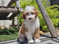 Halli, a female Miniature Aussiedoodle for sale in Boyden, IA – 2 of 10