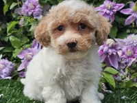 Cardi, a female Havapoo for sale in Boyden, IA – 2 of 10