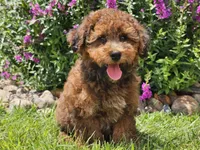 Scooby, a male Havapoo for sale in Boyden, IA – 5 of 6
