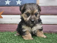 Keegan , a male Morkie for sale in Boyden, IA – 10 of 10
