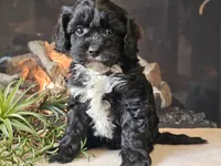 Kurby, a male Cavapoo for sale in Boyden, IA – Photo 8 of 10