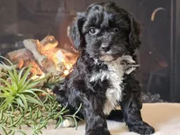 Kurby, a male Cavapoo for sale in Boyden, IA – Photo 6 of 10
