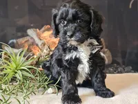 Kurby, a male Cavapoo for sale in Boyden, IA – Photo 3 of 10