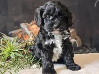 Kurby, a male Cavapoo for sale in Boyden, IA – Photo 10 of 10