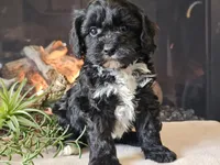 Kurby, a male Cavapoo for sale in Boyden, IA – Photo 2 of 10