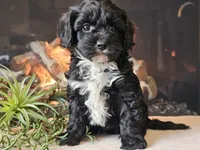 Kurby, a male Cavapoo for sale in Boyden, IA – Photo 9 of 10