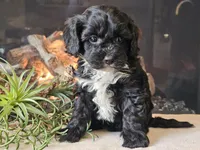 Kurby, a male Cavapoo for sale in Boyden, IA – Photo 4 of 10