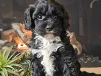 Kurby, a male Cavapoo for sale in Boyden, IA – Photo 7 of 10