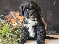 Kurby, a male Cavapoo for sale in Boyden, IA – Photo 5 of 10