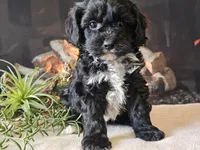 Kurby, a male Cavapoo for sale in Boyden, IA – Photo 1 of 10