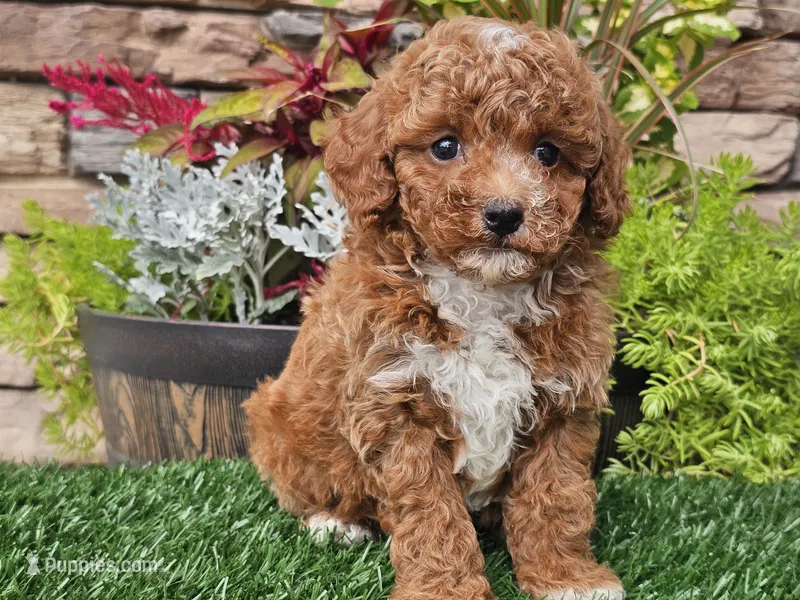 Django – Poodle - Miniature  puppy for sale in Boyden, IA