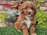 Django, a male Poodle - Miniature  for sale in Boyden, IA – 1 of 10