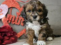 processed/b2c8a5ab-a85d-4975-92e4-a70215ce169d/listing/802d039c-ac6f-4903-877e-28659194aeeb/ad119336-1a70-45ac-8cf2-4d9281fbe8b5