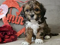 processed/b2c8a5ab-a85d-4975-92e4-a70215ce169d/listing/802d039c-ac6f-4903-877e-28659194aeeb/d91a1d4f-2aac-4808-be1c-d0036ebaed39