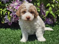 Simba, a male Havapoo for sale in Boyden, IA – 2 of 10