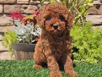Destiny, a female Poodle - Miniature  for sale in Boyden, IA – 9 of 10