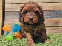 Gilligan , a male Cavapoo for sale in Boyden, IA – Photo 6 of 10