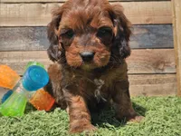 Gilligan , a male Cavapoo for sale in Boyden, IA – Photo 5 of 10